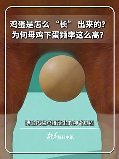每日新知|鸡蛋是怎么 “长” 出来的?为何母鸡下蛋频率这么高?博主揭秘鸡蛋诞生的神奇过程。