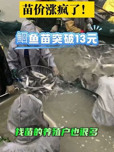 目前湖北河南等地鮰鱼苗都涨到了13块多以上,成鱼价格也有所上涨。建议养殖户不要硬着头皮拿高