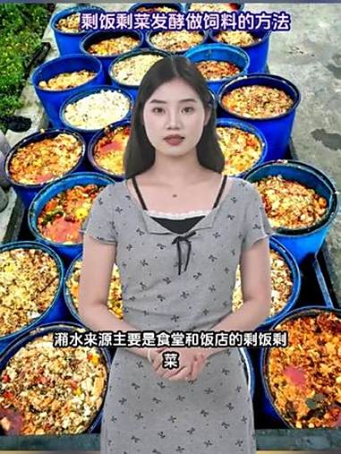 怎样发酵潲水剩饭剩菜做饲料 潲水来源主要是食堂和饭店的剩饭剩菜,也称作泔水,可以饲喂猪鸡牛