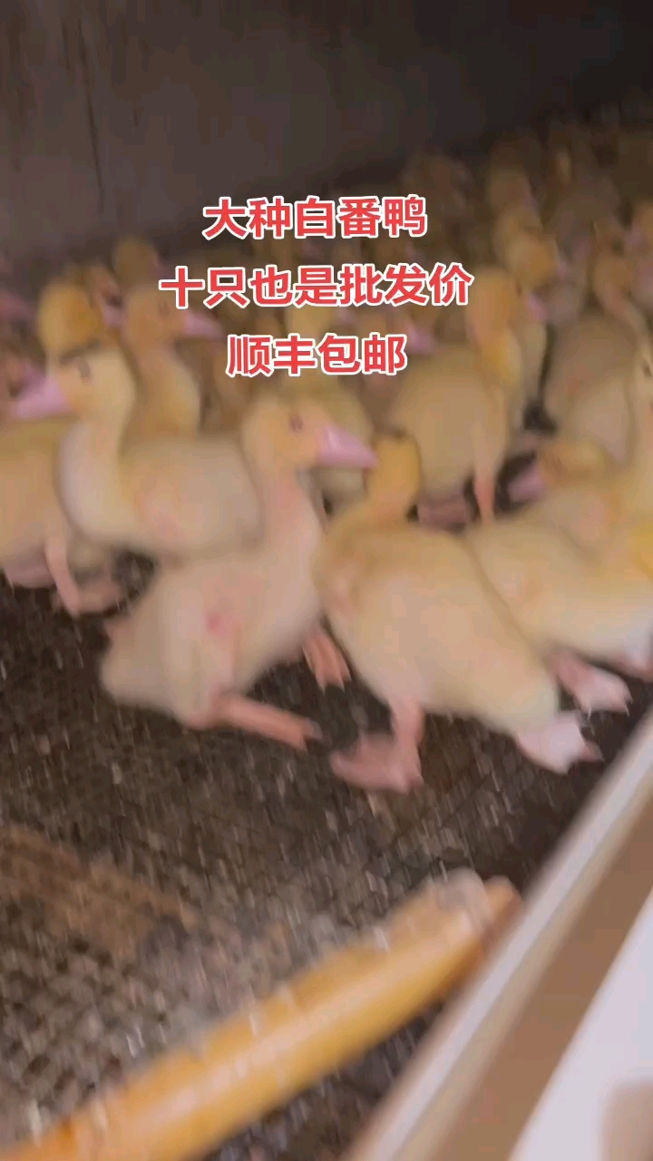 白番鸭、火鸭、洋鸭