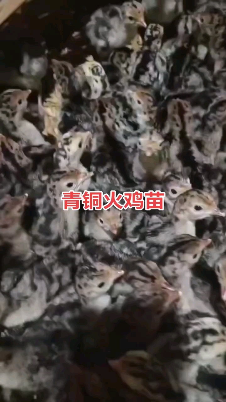 青铜火鸡苗
