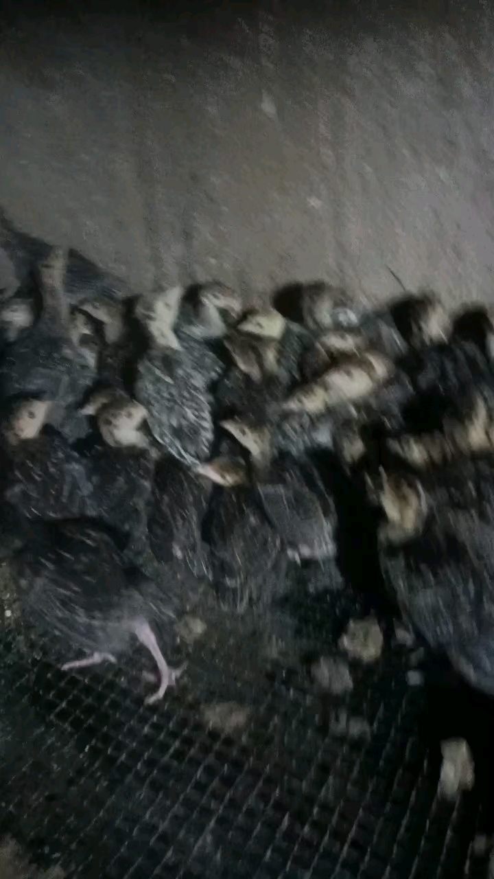 青铜火鸡