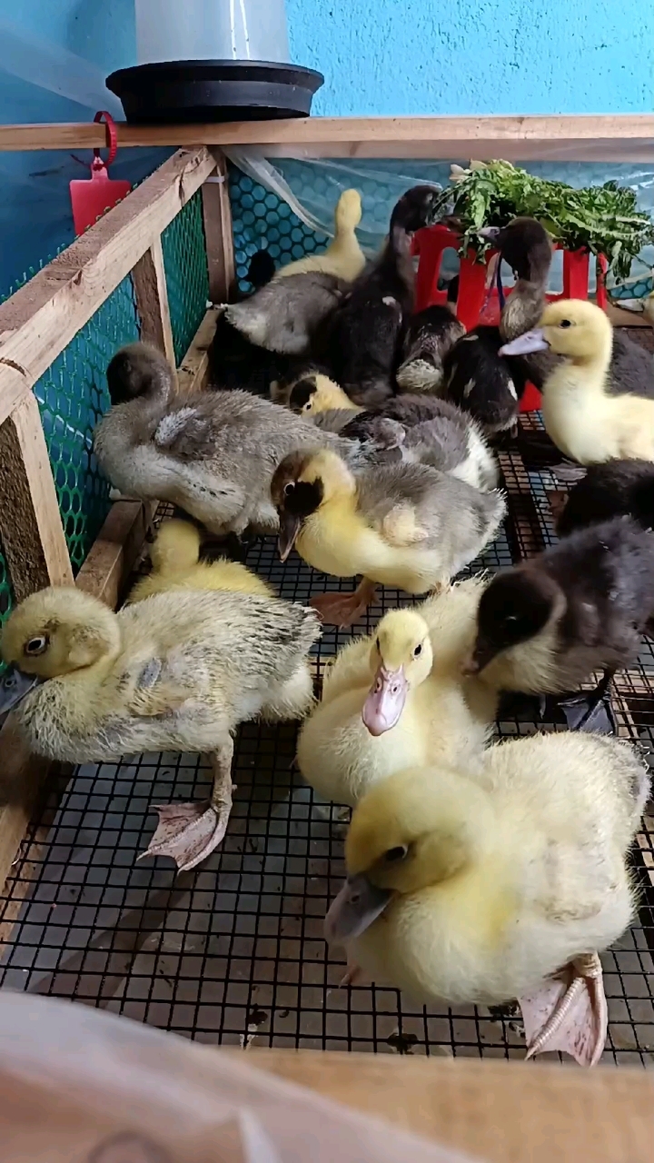 黑番鸭