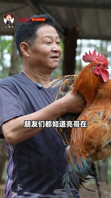 好山好水养出正宗好土鸡 三德子 今年双11提前开场 土鸡