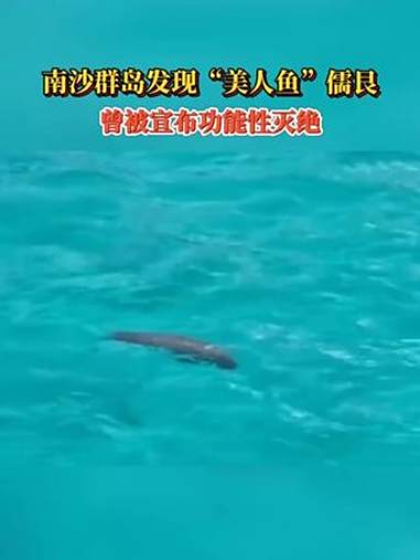 南沙群岛发现“美人鱼”儒艮 曾被宣布功能性灭绝 儒艮 美人鱼