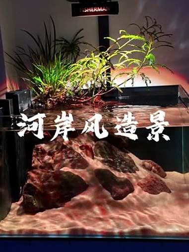 50×50×30河岸风造景,虹吸底滤再养点小鱼儿,真正的懒人鱼缸 生态造景 鱼缸里的大自然