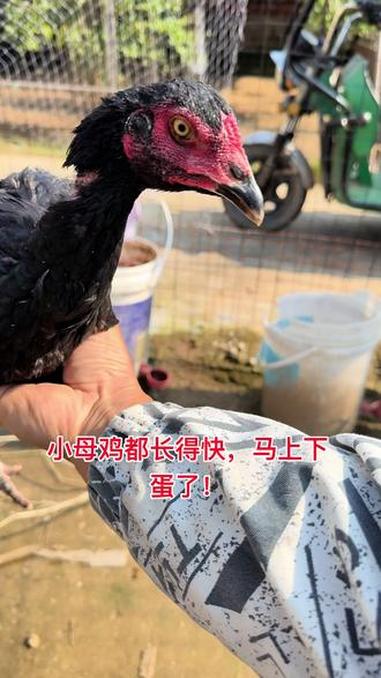 小母鸡都长得快，马上下蛋了！斗鸡 斗鸡养殖