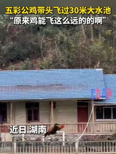 五彩公鸡带头飞过30米大水池 来源
