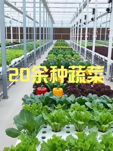寿光蔬菜博览会 #第27届寿光市蔬菜博览会 #蔬菜种植细节 #种植 #说种植 #乡客加加