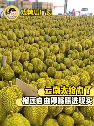 云南太给力了,榴莲自由即将照进现实 榴莲 云南 水果 农民