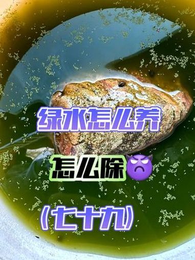 绿水怎么养出来?怎么除绿水?从0开始学养鱼「第七十九节」怎么养出绿水?鱼缸绿水怎么去除?新