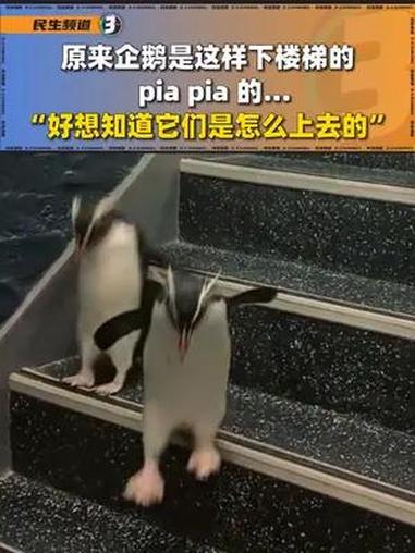原来企鹅是这样下楼梯的~ pia pia 的……好想知道它们是怎么上去的!企鹅 动物世界