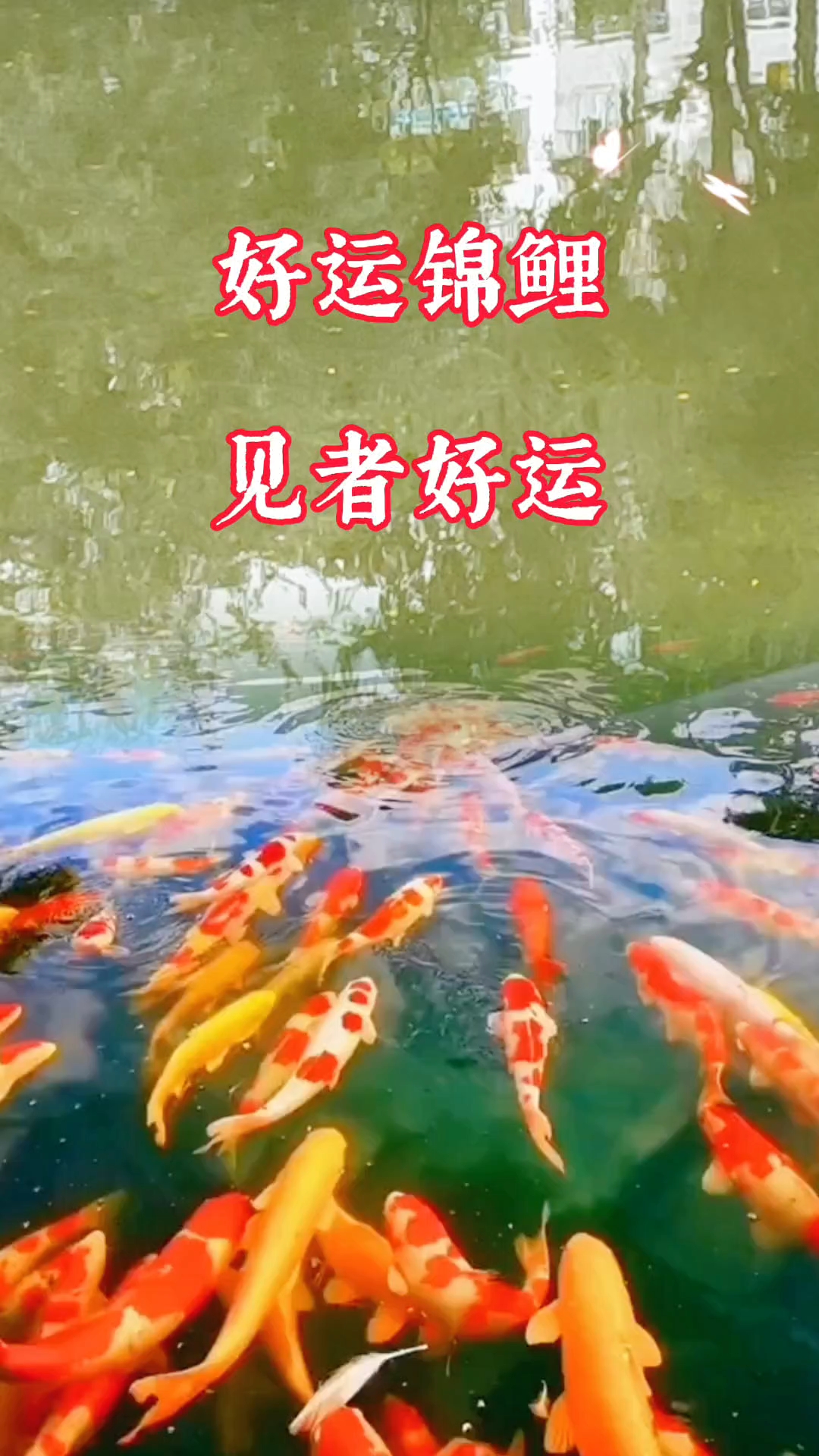 好运鲤鱼,好运连连!