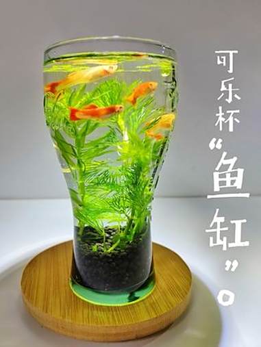 桌面养鱼|手把手教你用可乐杯手搓一个迷你生态缸 我用麦当劳可乐杯手搓了2个迷你桌面生态缸～