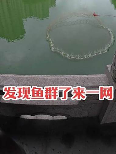 雨后鱼是真多，网网都是鱼太过瘾了，兄弟们晒出你们的鱼获 户外撒网捕鱼