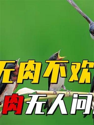中国人无肉不欢,为啥不吃燕子肉?捅个窝还会被打?