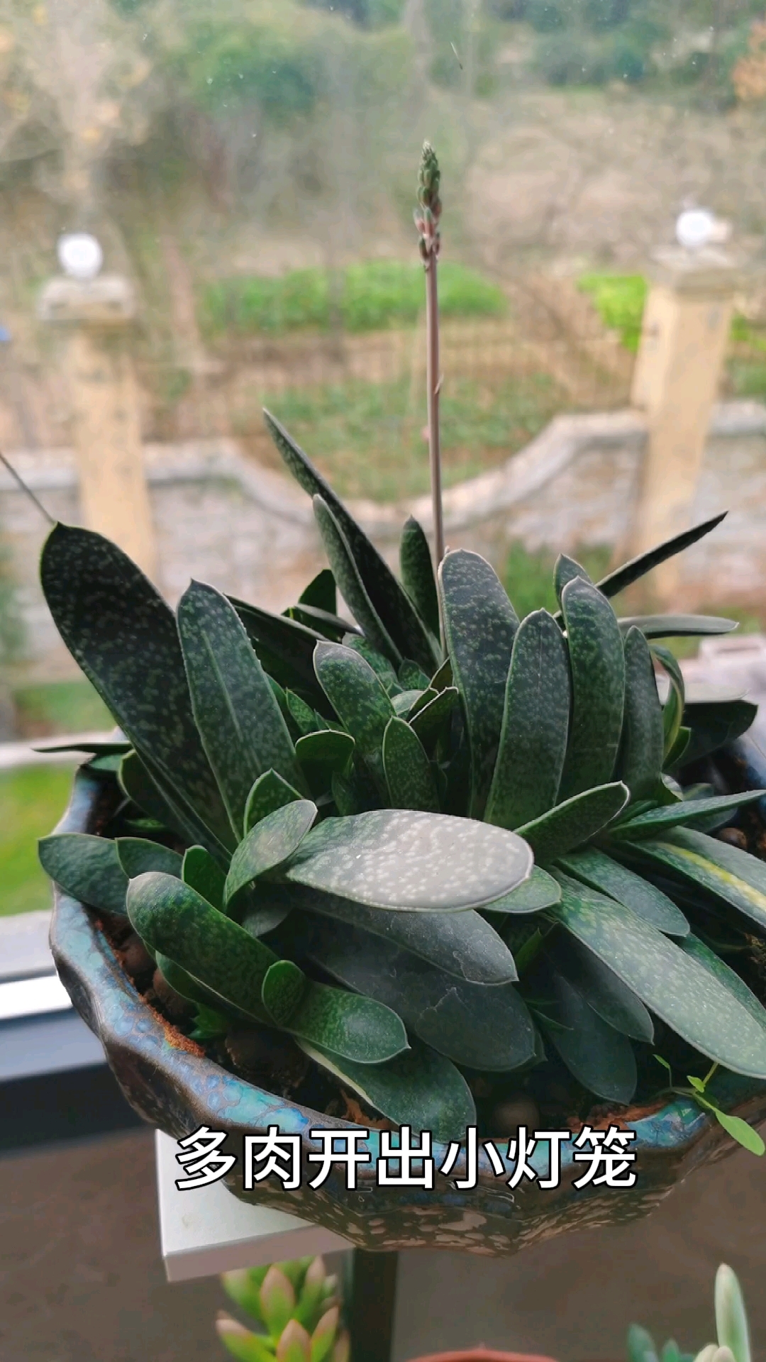 三年终开出小灯笼!