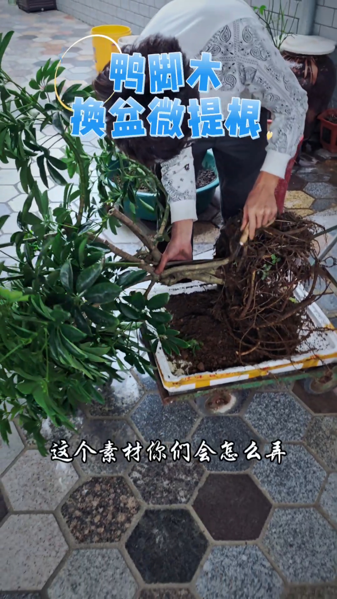 十几年鸭脚木老桩,这个素材你们怎么做?