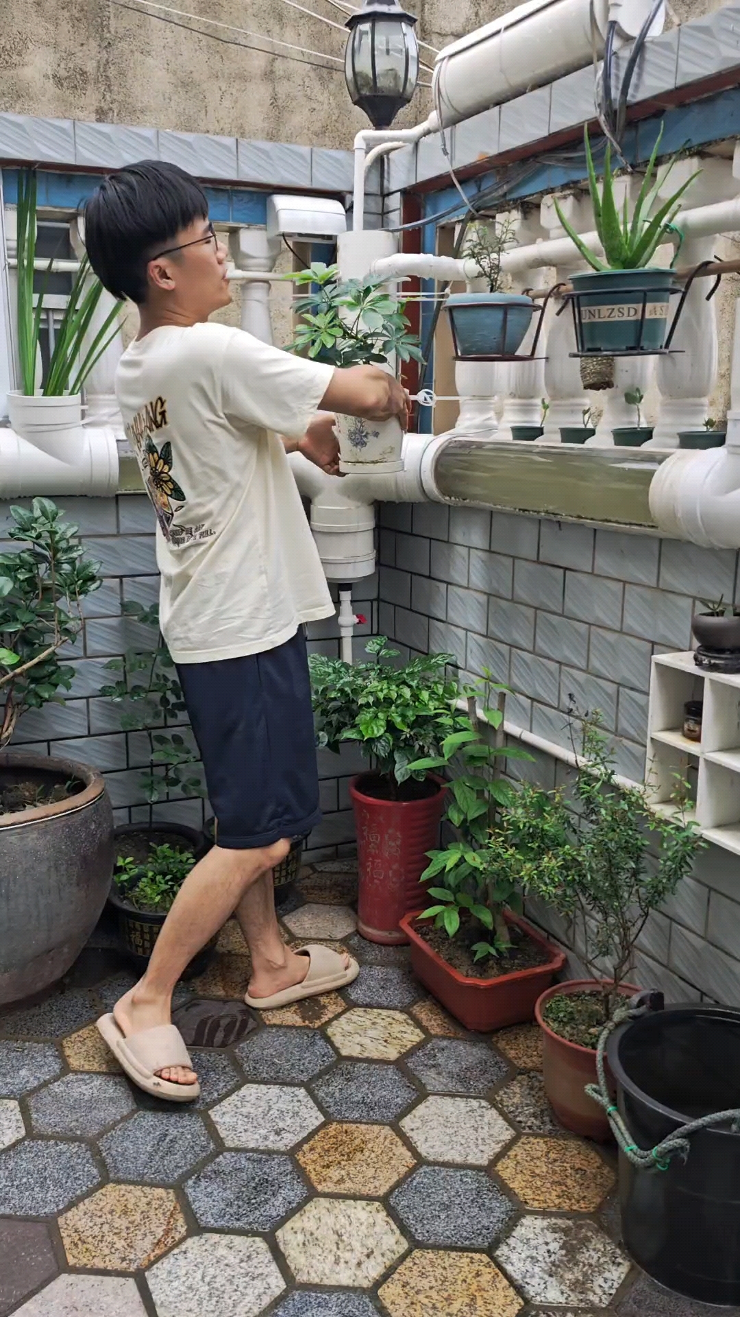鸭脚木&鹅掌柴又名八方来财,换盆,盆景