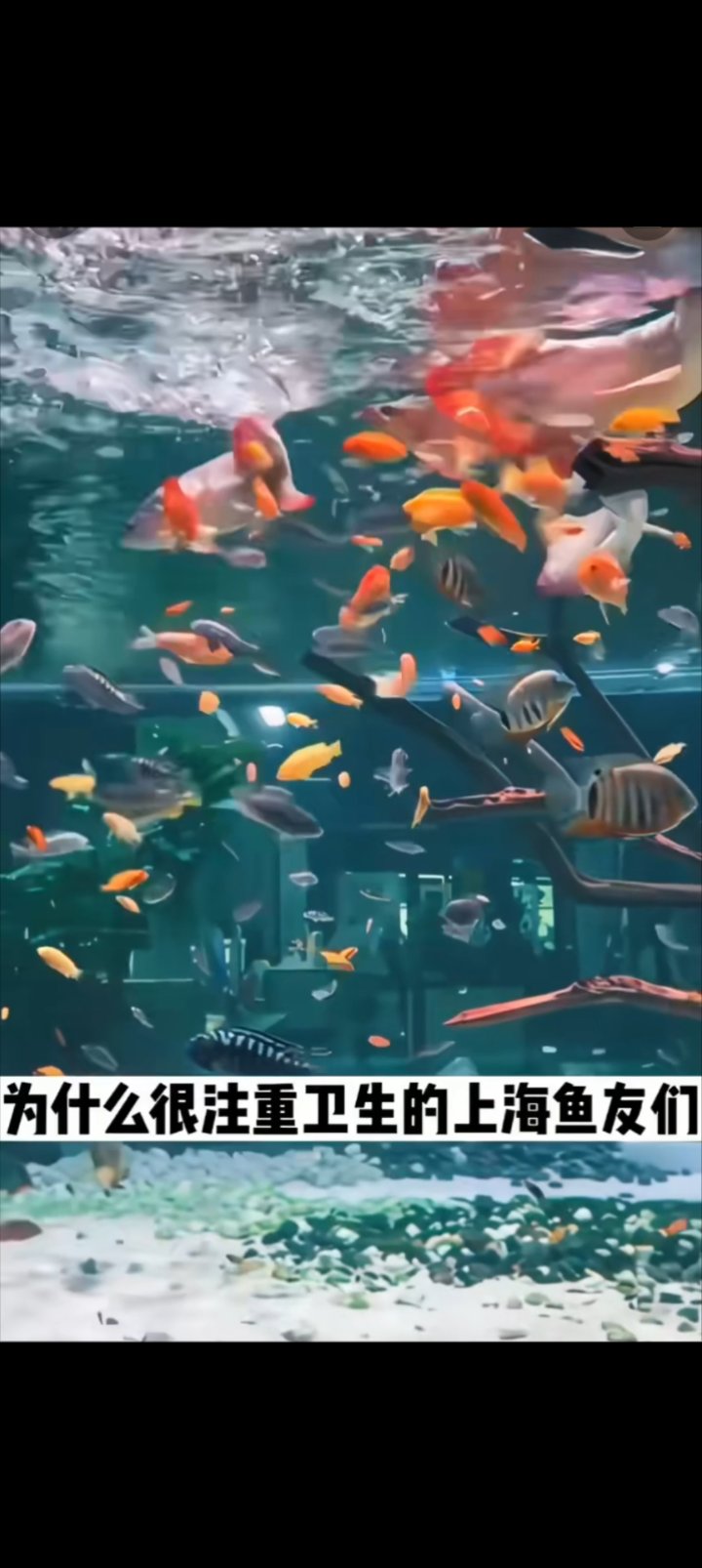 养鱼怎样选择一款好用的鱼缸过滤器
