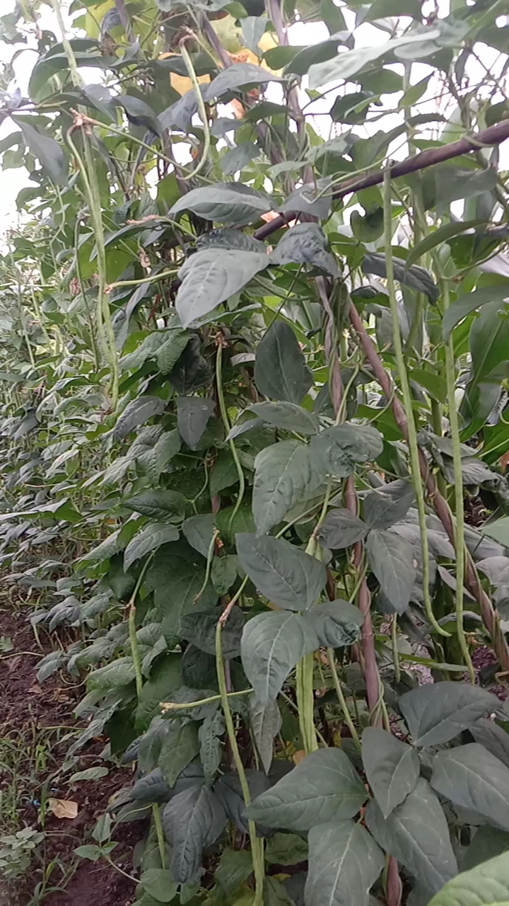 我种植的绿色蔬菜