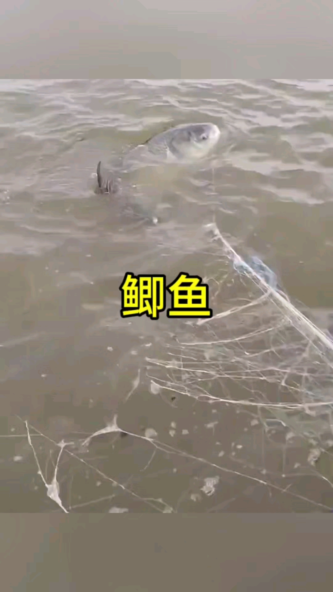 这鲫鱼确实很大啊
