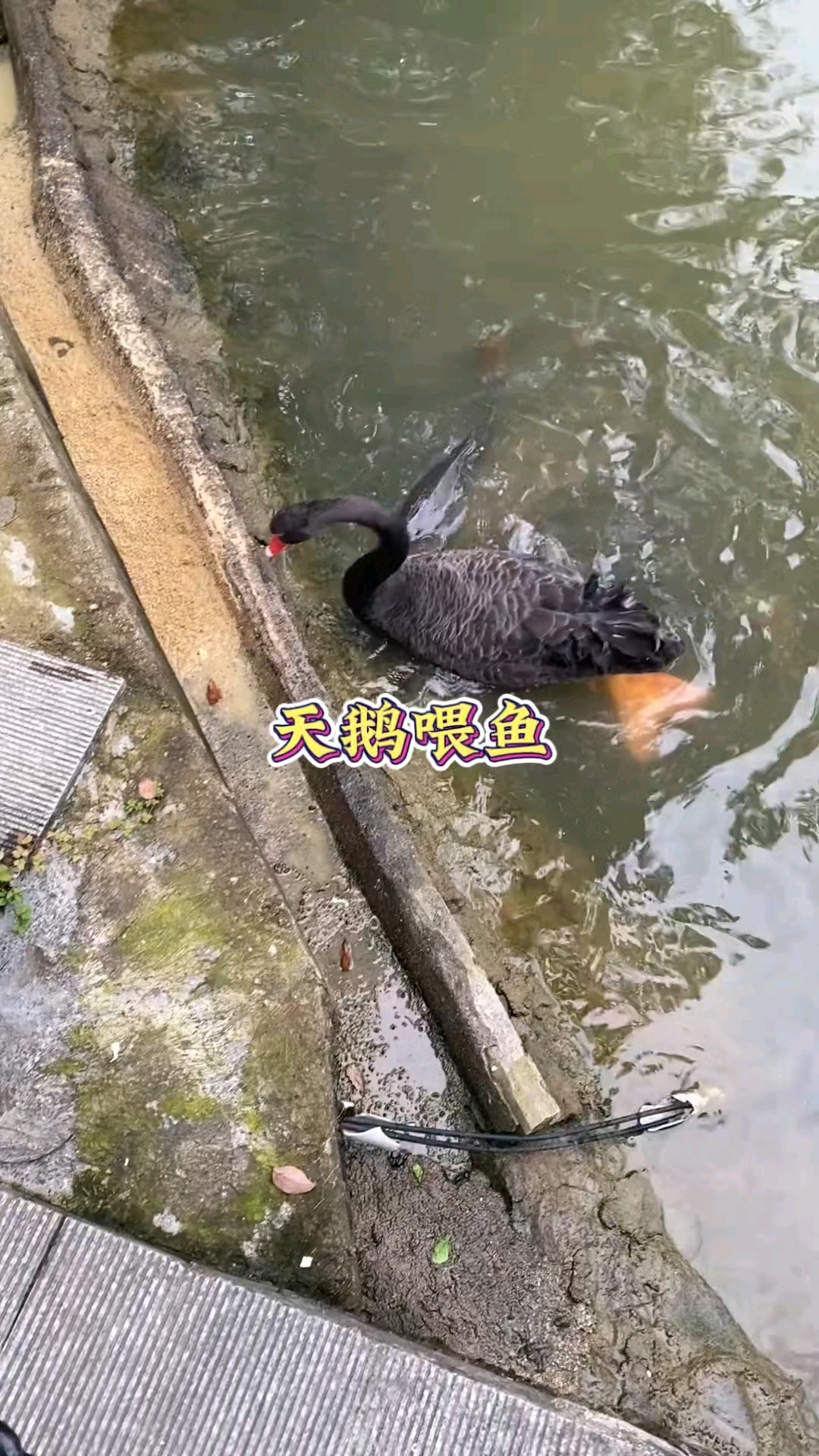 没想到天鹅这么可爱