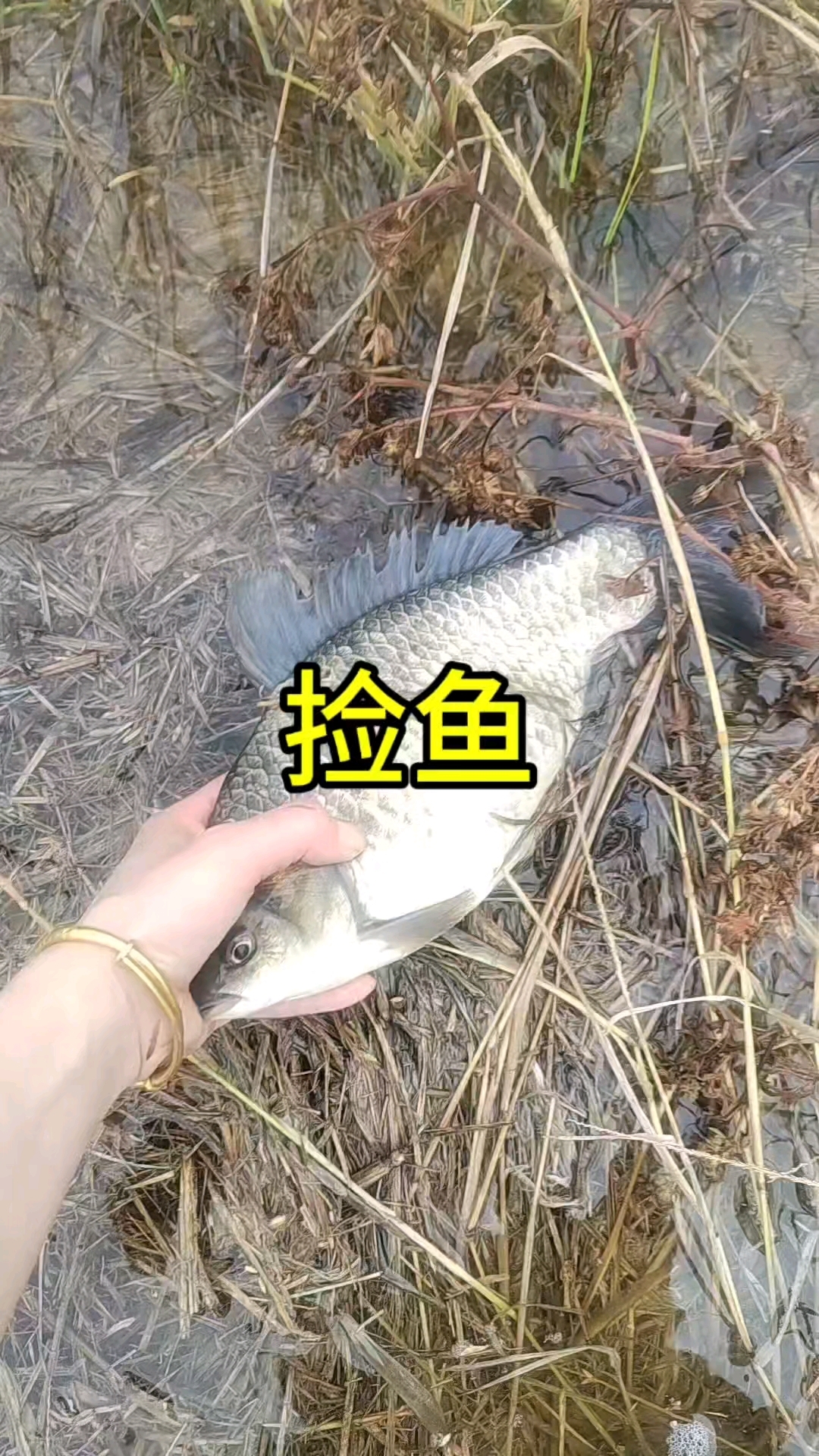 这野生鲫鱼真大啊