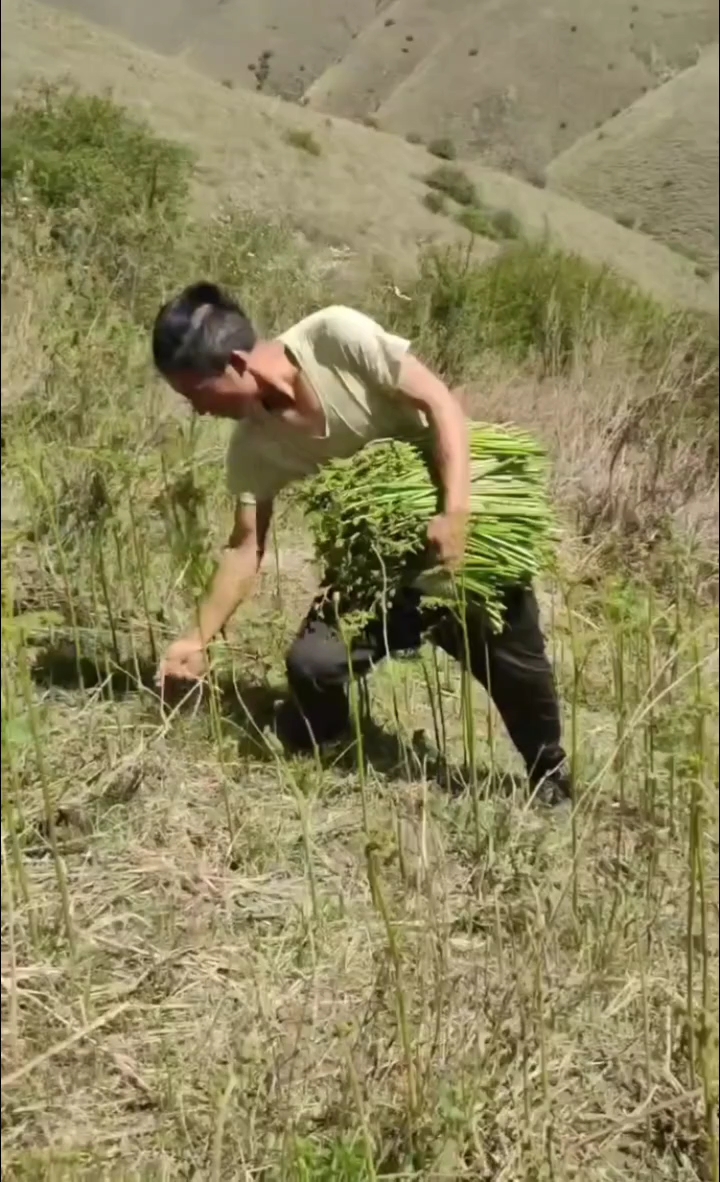 农村人清晨採角菜