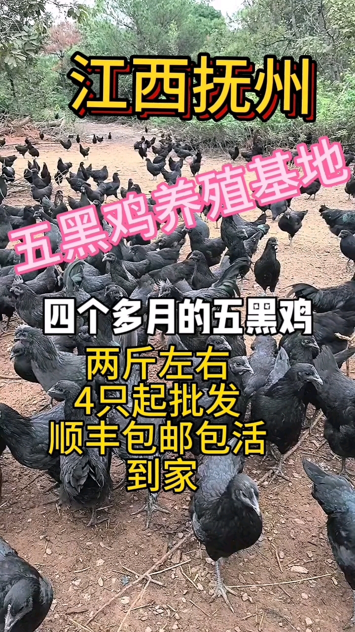 五黑鸡热潮来了,青年鸡,不用等