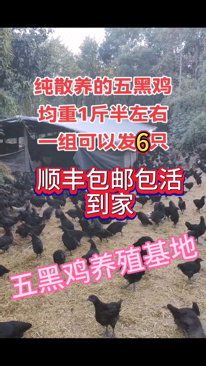 五黑鸡的营养价值与功效,你知道吗?