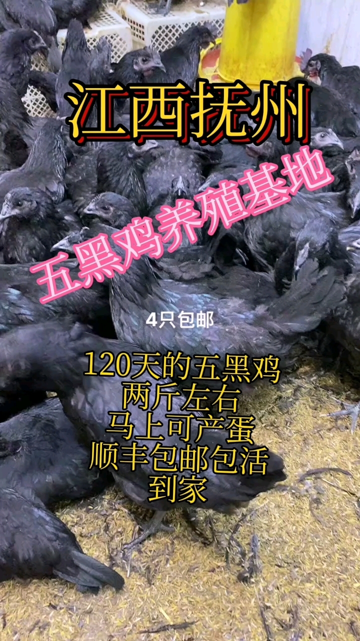 江西纯种五黑鸡是这样的