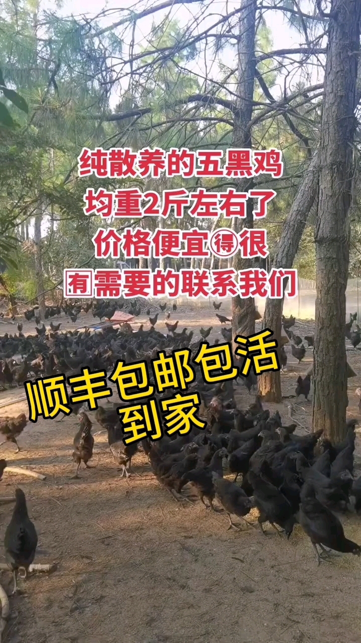 五黑鸡从内而外的黑,补的是人体哪个部位?为什么黄帝那么爱吃?