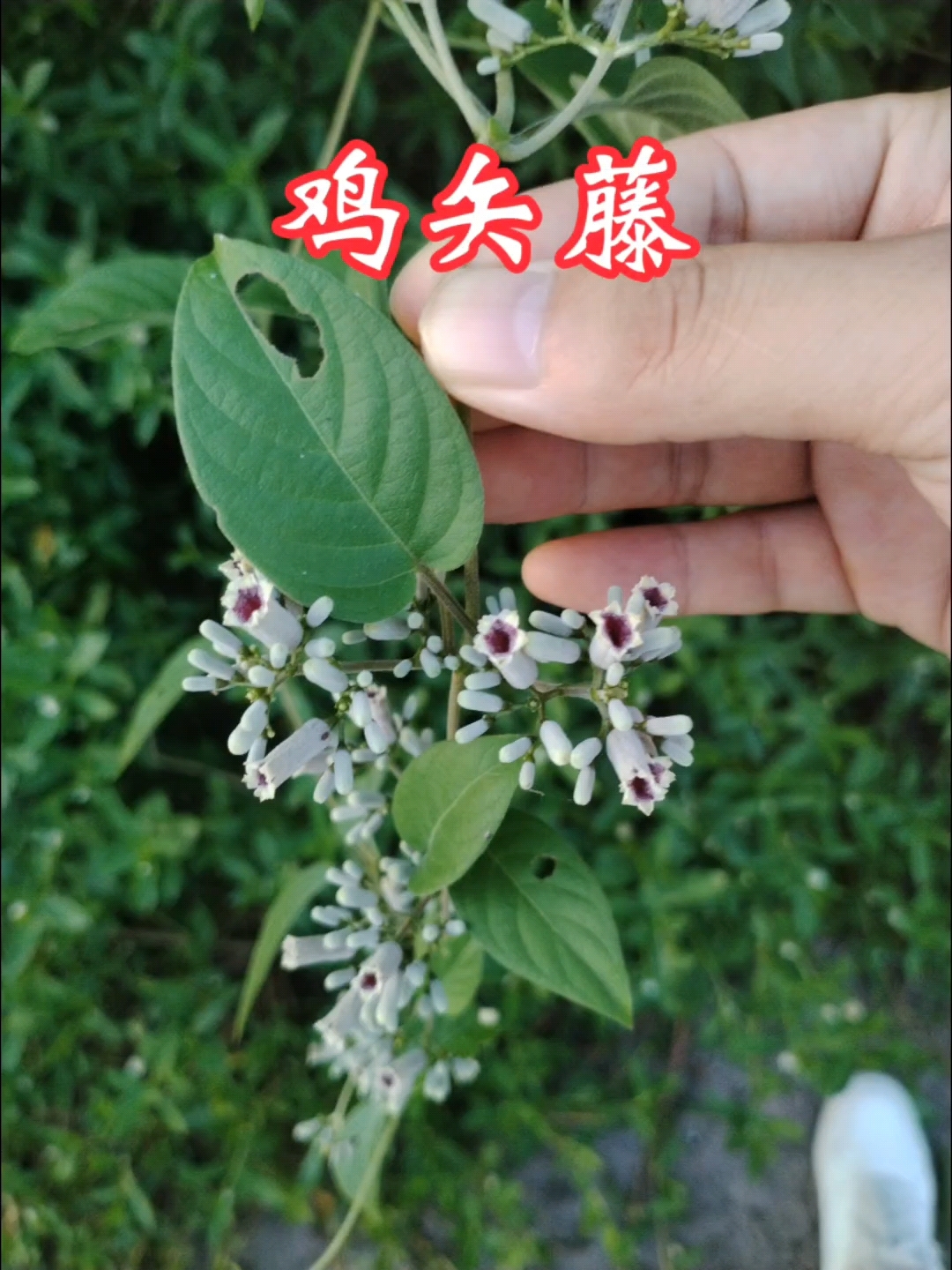 药用植物|鸡矢藤!