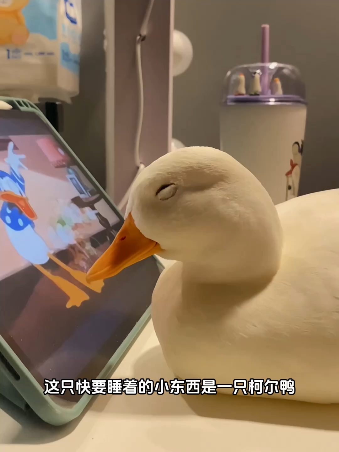 这毛茸茸的小东西是柯尔鸭