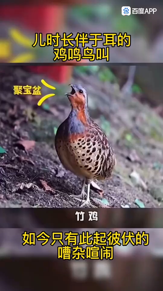 竹鸡开口叫,儿时的鸟鸣声,你还记得吗?