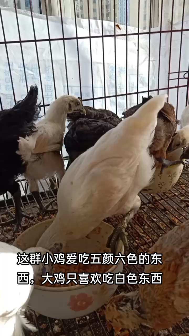 养小鸡给你带来情绪价值。