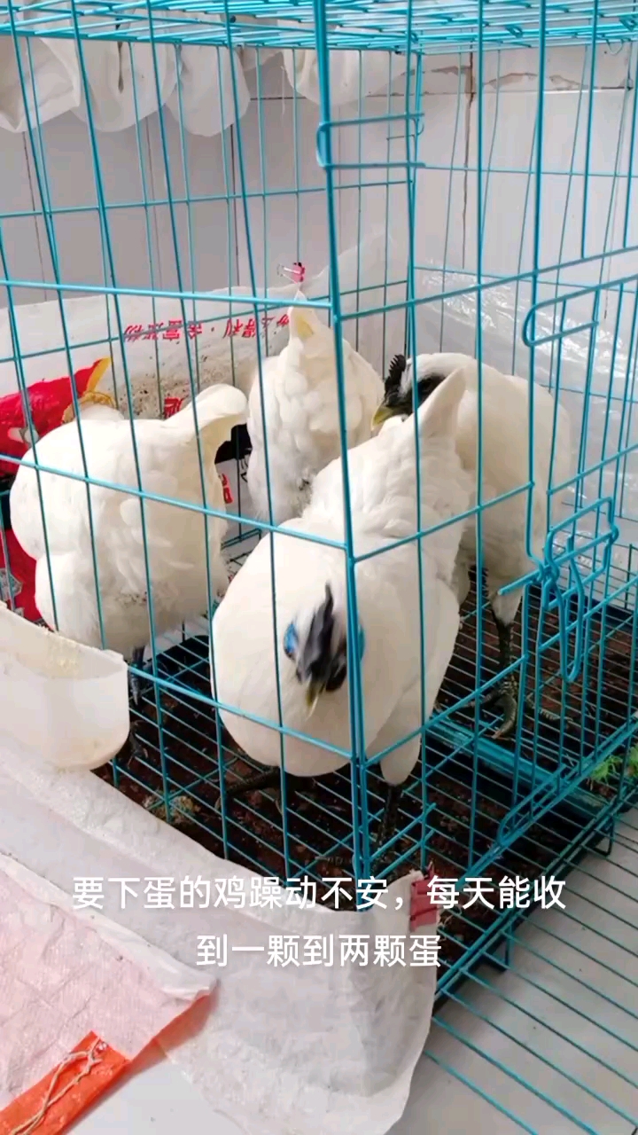 江山白乌鸡蛋小了点,但很有营养