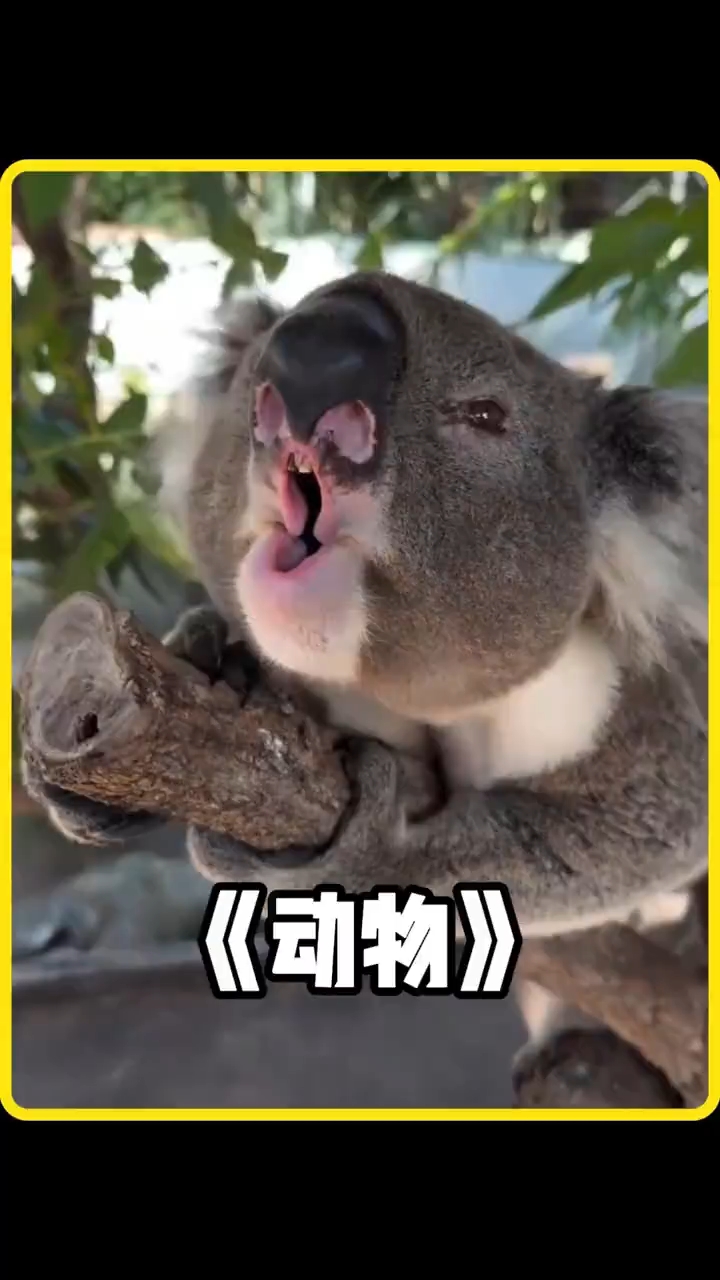 各种动物的叫声