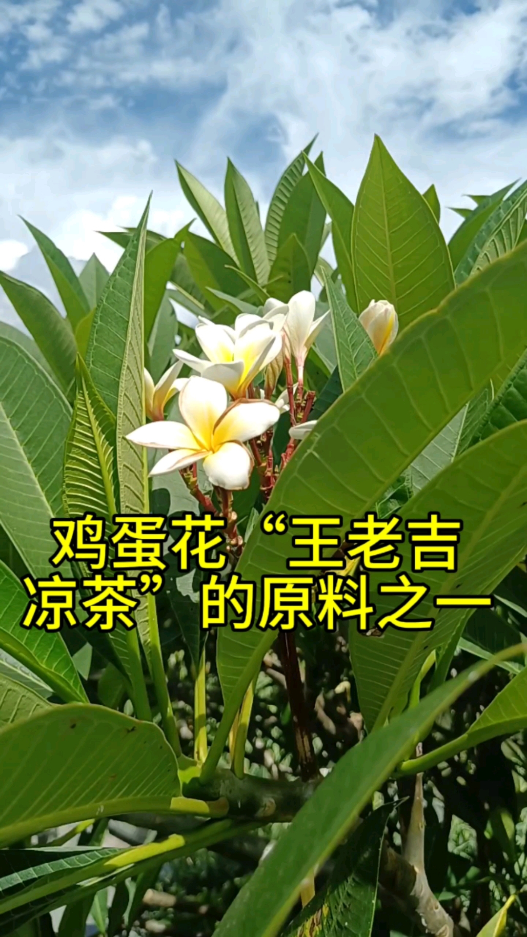 鸡蛋花是“王老吉凉茶”的原料之一。