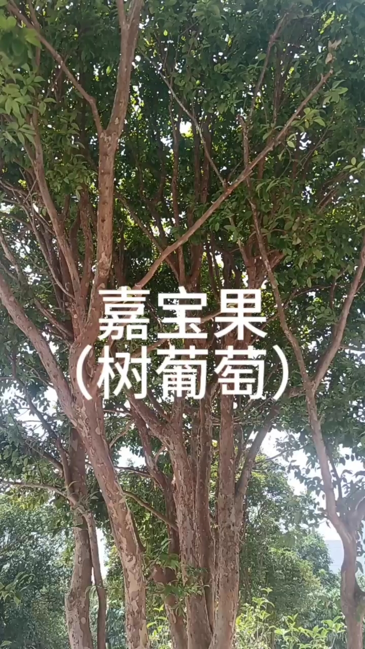 你知道女生为什么特别爱吃嘉宝果(树葡萄)吗?