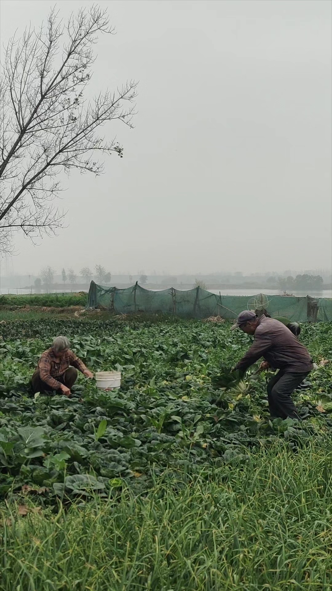 大叔、大婶辛辛苦苦种的乌白菜卖不掉,只能收回家喂鸡喂鹅。