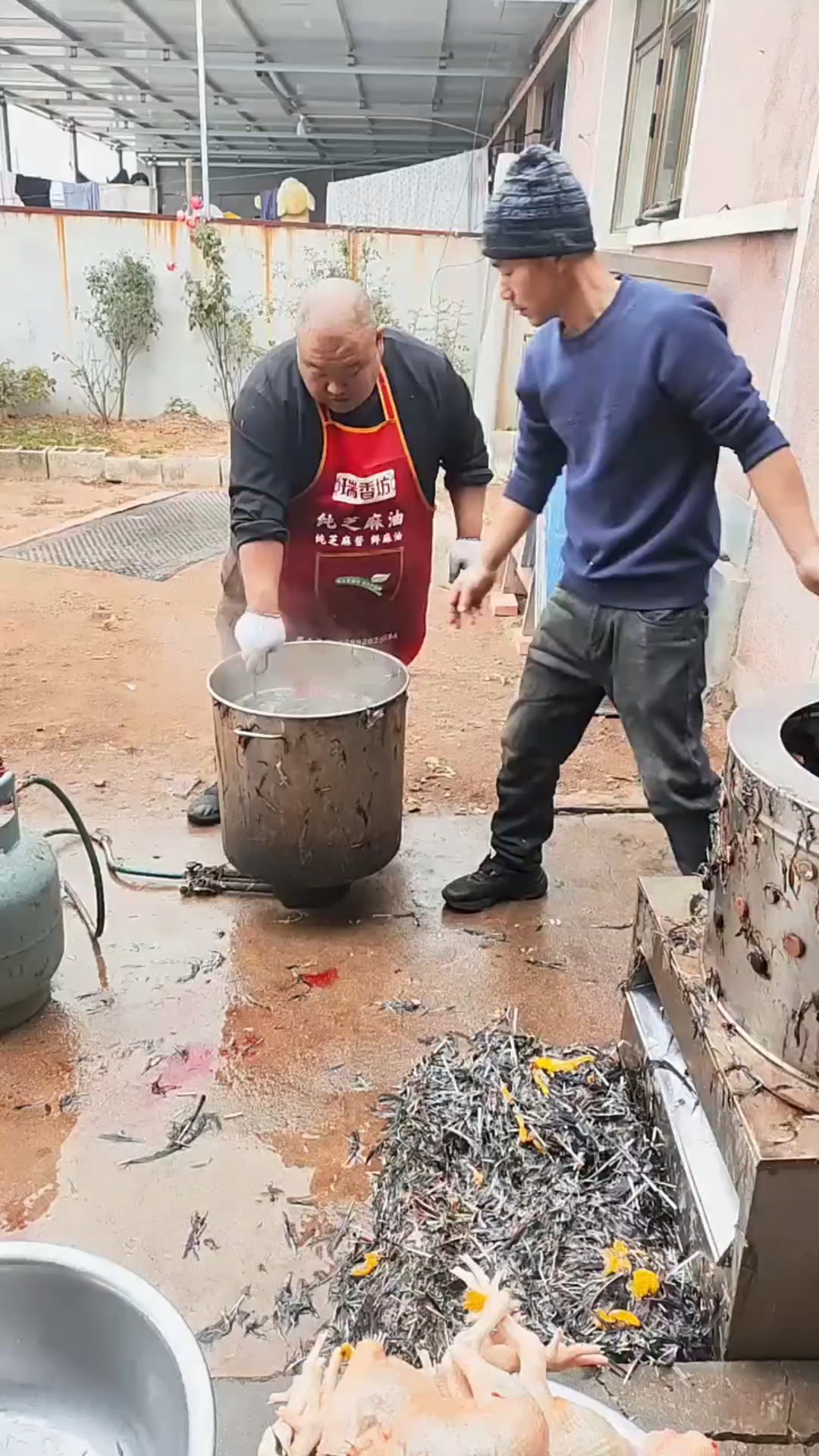 小型脱毛机，全自动家禽拔毛机，鸡鸭鹅打毛机#杀鸡#鸡鸭鹅脱毛