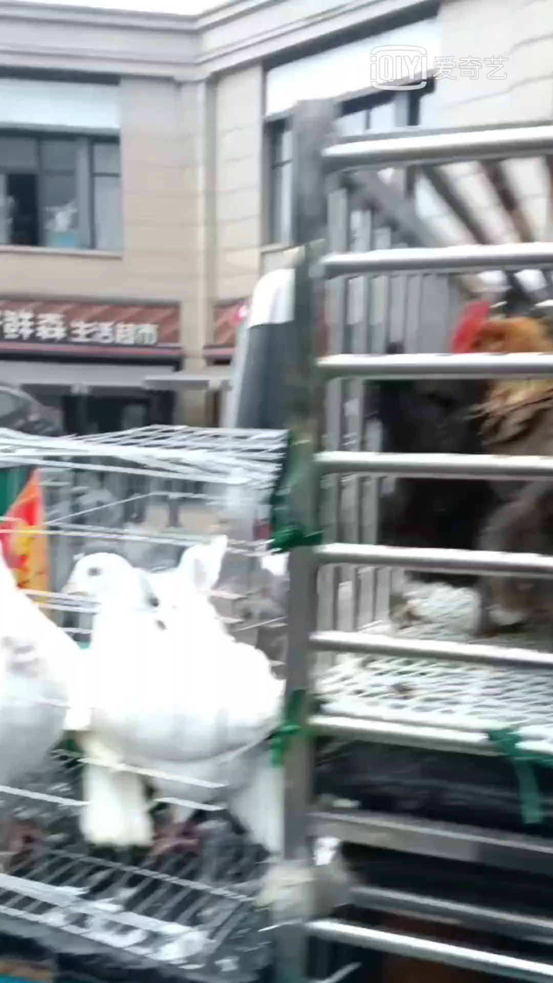 赶集专用家禽脱毛机,直流电瓶脱毛机,无需转接即插即用方便快捷
