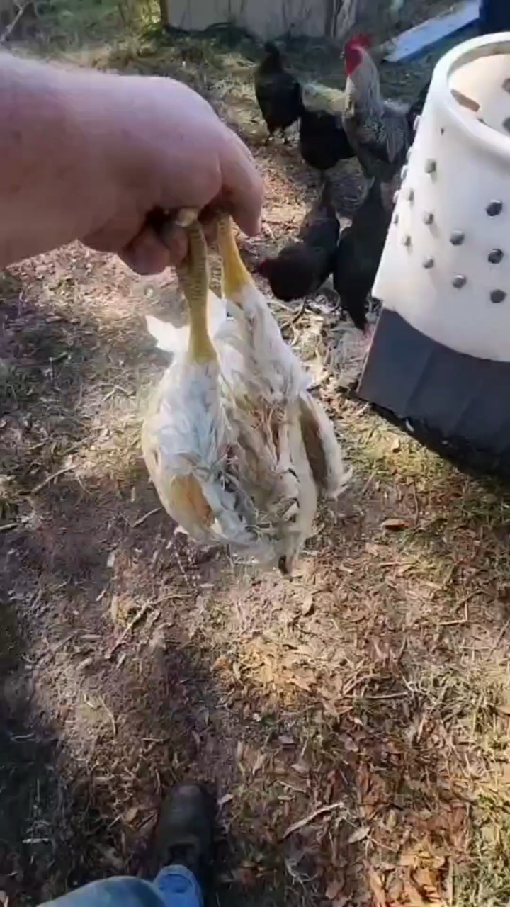 全自动家禽屠宰脱毛机器小型鸡鸭鹅打毛机器