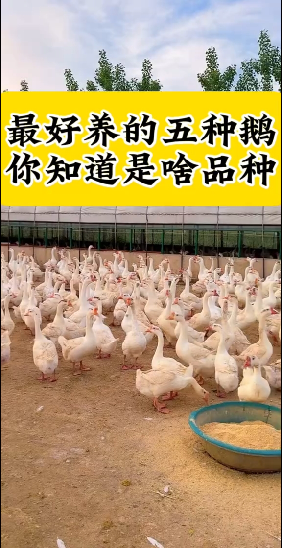 最好养的五种鹅，你知道是啥品种