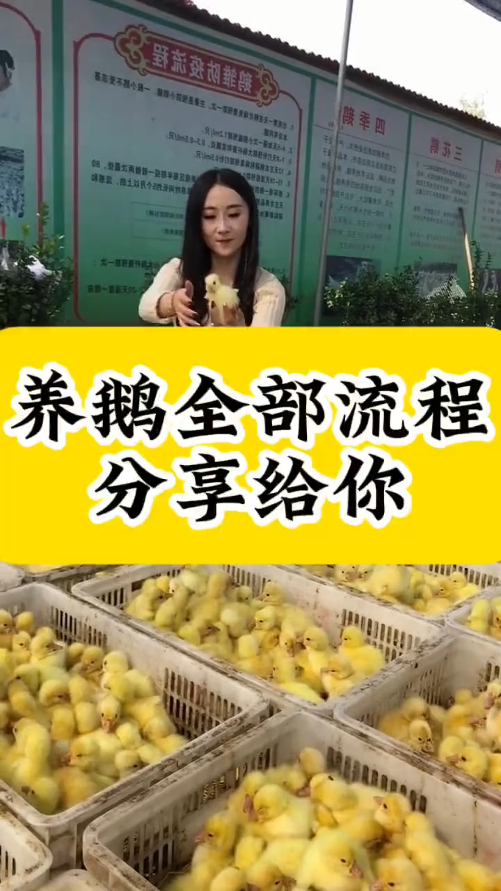 养鹅流程分享给你