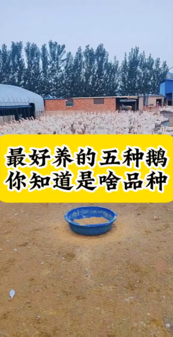 最好养的五种鹅，你知道是啥品种