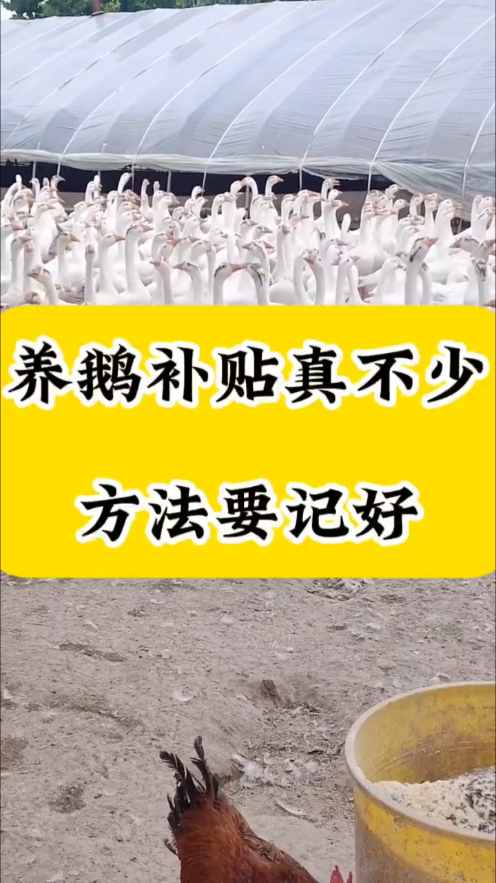 养鹅补贴真不少,方法要记好