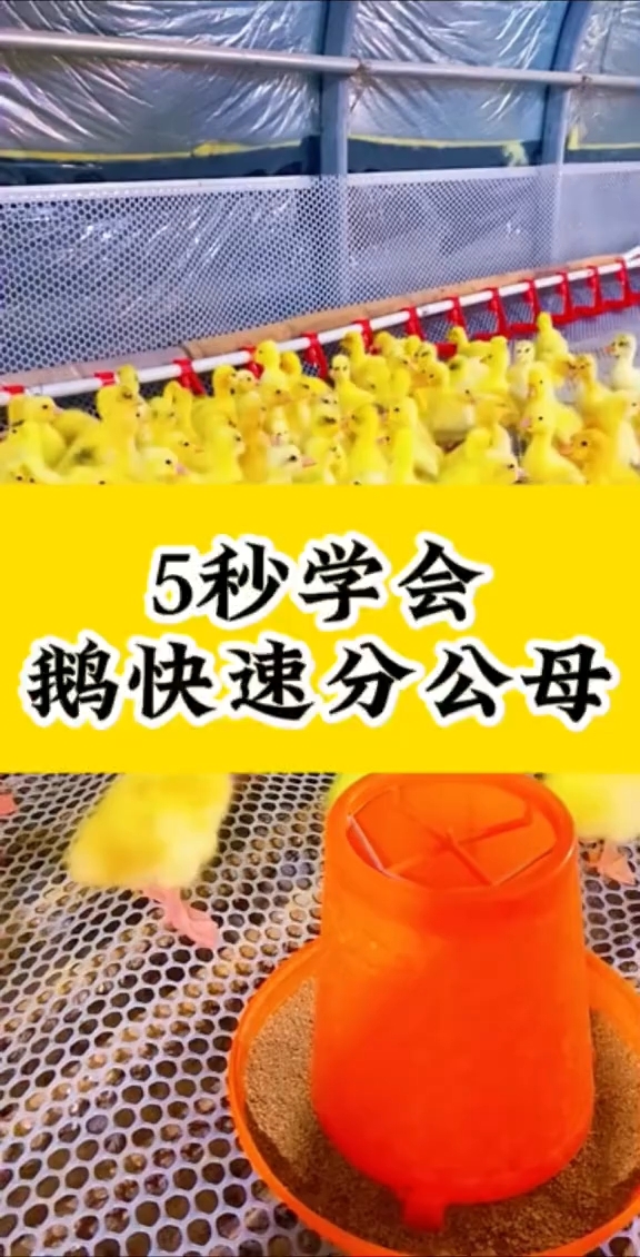 5妙学会,鹅快速分公母